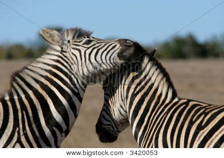 Zebra Mating Images, Illustrations & Vectors (Free) - Bigstock