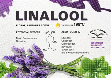 ¿Qué es el linalool y cuáles son las propiedades de este terpeno?