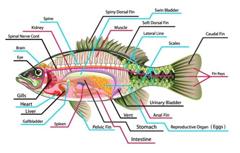 Fish Anatomy: The Ultimate Guide (2020) [2022]