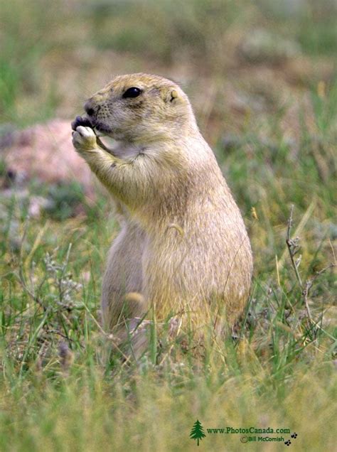 PhotosCanada.com Gallery :: Black Tail Prairie Dogs, Grasslands ...