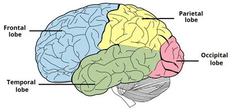 The Cerebrum - Lobes - Vasculature - TeachMeAnatomy