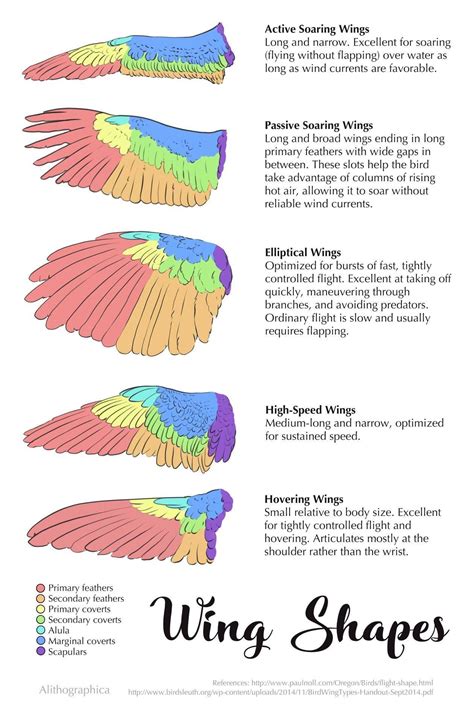 The different types of wing shapes for birds and what kind of flight ...