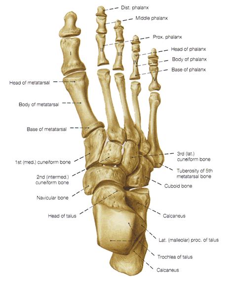 Dorsum Of Foot Anatomy Bones Skeletal System Joints Of Foot | Male ...