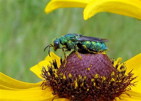 Cuckoo Wasp (Family Chrysididae) – Field Station