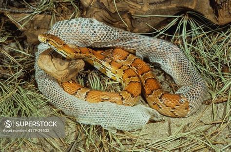 Red Rat or Corn Snake shedding skin (Elaphe guttata) - SuperStock