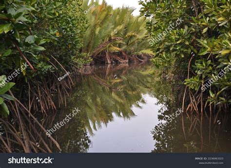 Pemandangan Sungai Pokok Paya Bakau Stock Photo 2236063323 | Shutterstock