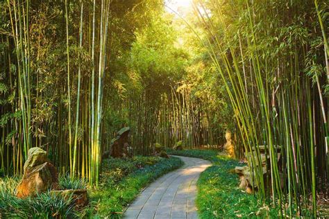 53 Bamboo Garden Ideas That Will Inspire You