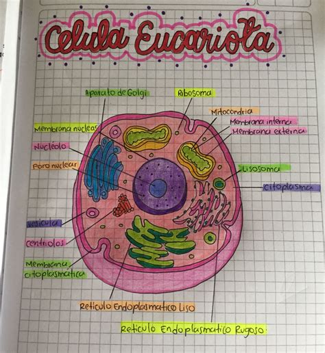 Estructura Celular Eucariota Y Procariota 2020 Idea E