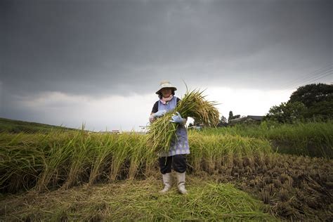 Grain pain: Japan's aging rice farmers face uncertain future | Inquirer ...