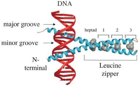 X-ray structure of the yeast B-ZIP homodimer, GCN4 (blue ␣ -helices ...