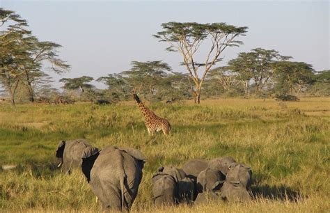 Serengeti Safari Tour – A Vacation Packed With Fun And Excitement ...