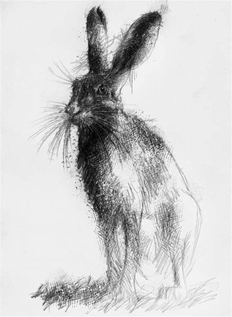 Hare Line Drawing at PaintingValley.com | Explore collection of Hare ...