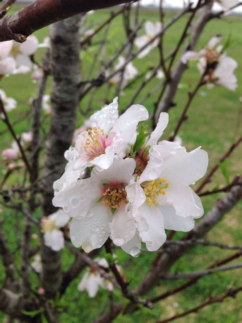 Almond tree bloom | Almond tree, Bloom, Plants