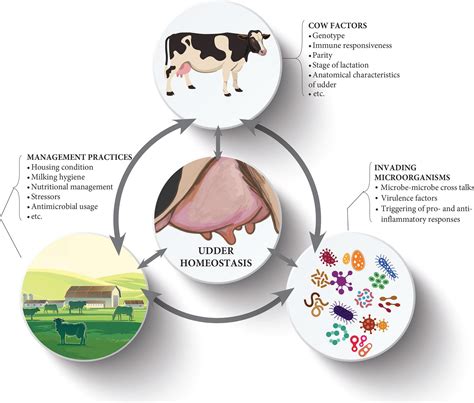 Invited review: Microbiota of the bovine udder: Contributing factors ...