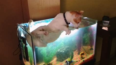 How To Keep Cat Off Top Of Fish Tank - Cat Lovster