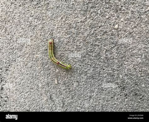 The worm turns Stock Photo - Alamy