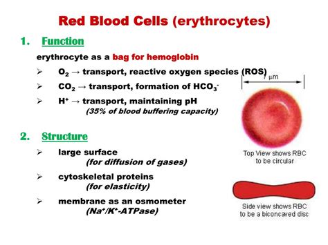 PPT - BLOOD CELLS METABOLISM PowerPoint Presentation, free download ...