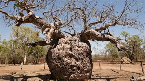 Boab trees in Western Australia: The mystery behind the oldest living ...