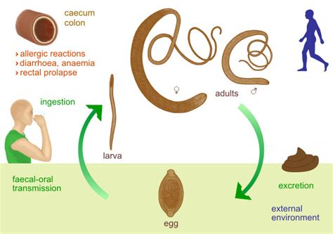 Trichuris trichiura