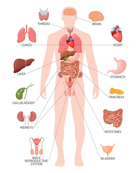 Human anatomy concept. Infographic poster with the internal organs of ...