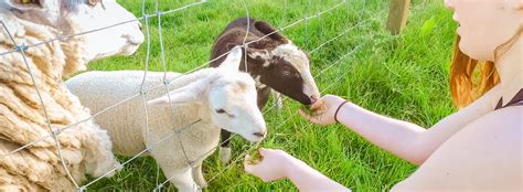 Feeding the Animals at Whitehouse Farm