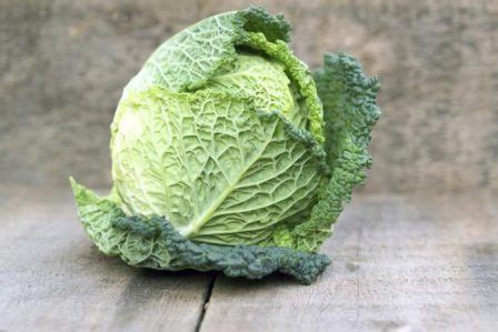 Cabbage Nutrition Facts and Its Importance for Our Body