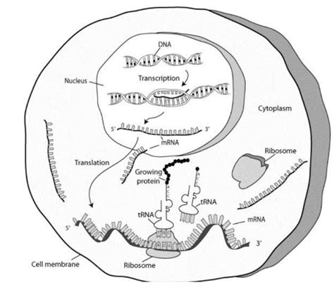 Mrna Transcription Diagram