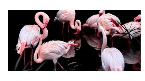 Flamingos Art🦩