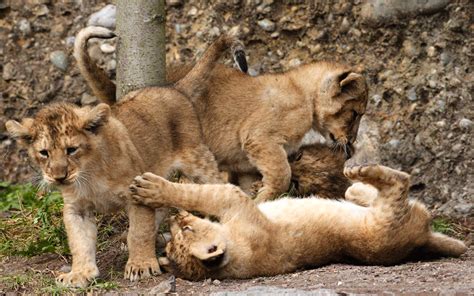 Lion cubs at Zurich's zoo - Emirates 24|7