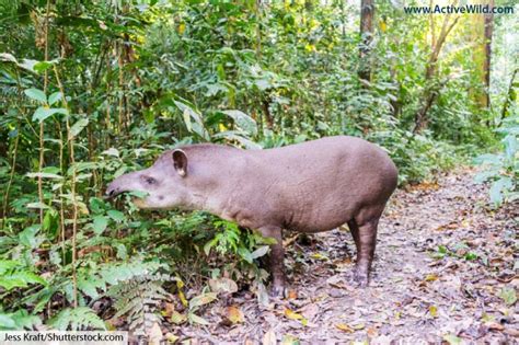 Tapir Facts, Pictures & Video: Learn About This Rare Rainforest Mammal ...