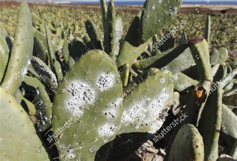 Cochineal Dactylopius Coccus On Prickly Pear Editorial Stock Photo ...