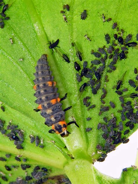 Ladybugs On Plants