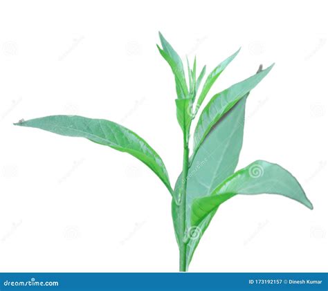 Plant growth on isolated stock image. Image of environment - 173192157