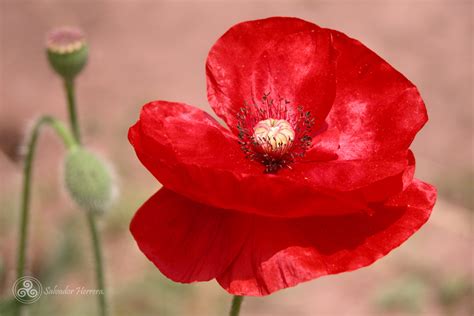 poppy family (Papaveraceae (Poppies) of the Pacific Northwest ...