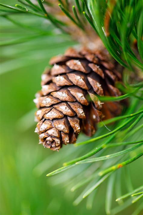 Pine Cone On A Branch Free Stock Photo - Public Domain Pictures