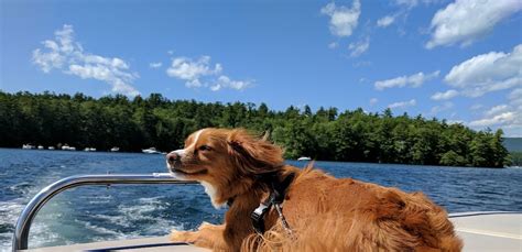 Lake Winnipesaukee Pet Friendly Vacation Rentals