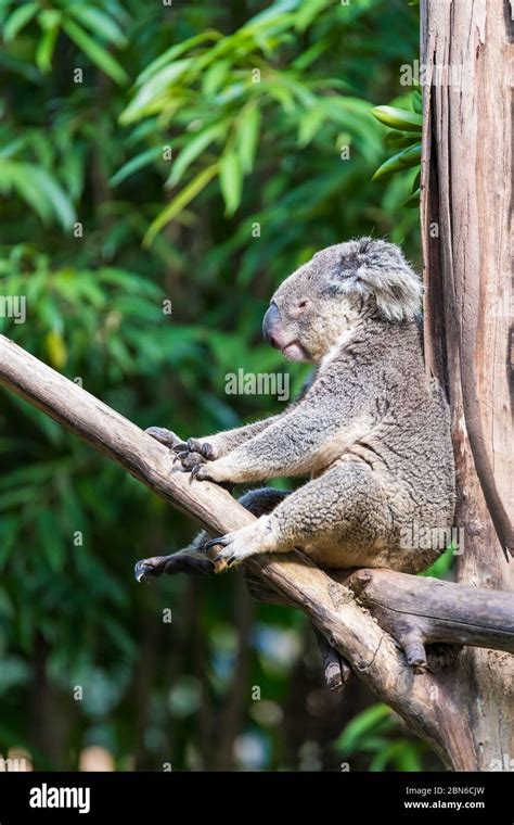 Koala sleeping on the tree Stock Photo - Alamy