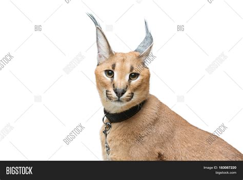 Beautiful Caracal Lynx Image & Photo (Free Trial) | Bigstock