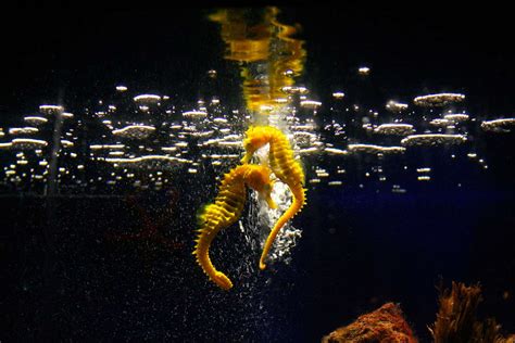 Seahorse Facts: Habitat, Behavior, Diet