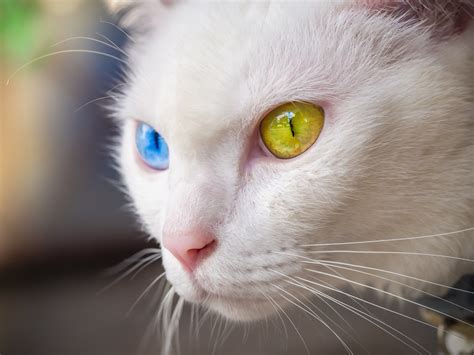 The most popular—and expensive—exotic cat breeds in the world