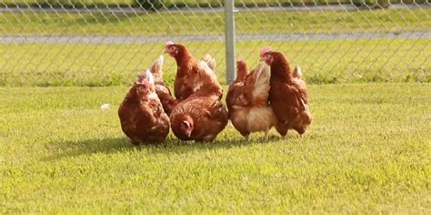 Peternakan Ayam Petelur Dengan Menggunakan Teknologi Modern Dan Canggih ...