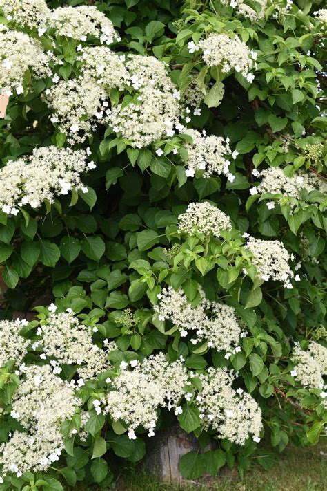 climbing hydrangea – Bloch's Farm