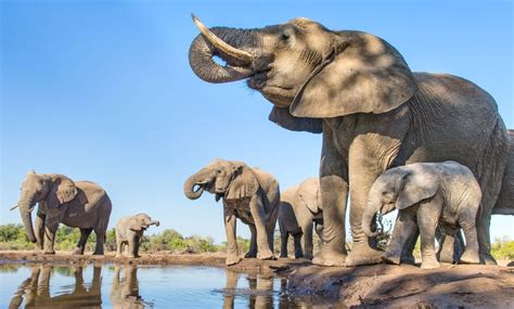 African Savannah Elephants | Elephants in Tarangire | Tarangire Elephants