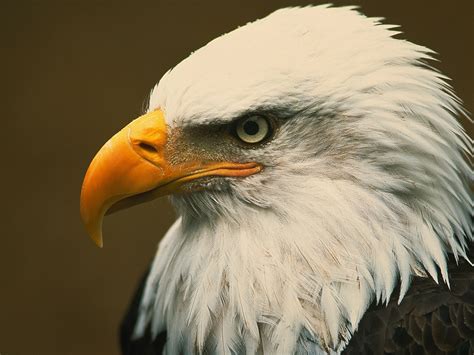 Fascinating Facts about Bald Eagles You Might Not Know | Flipboard