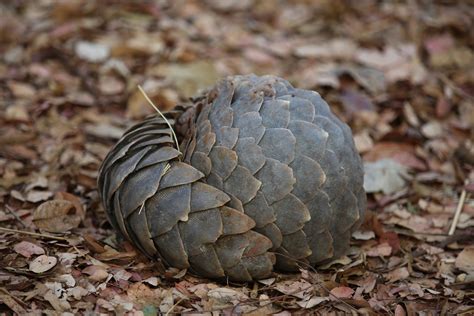 Celebrating World Pangolin Day, Here are 10 Facts about This Species