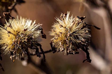 When and How to Save Native Perennial Aster Seeds