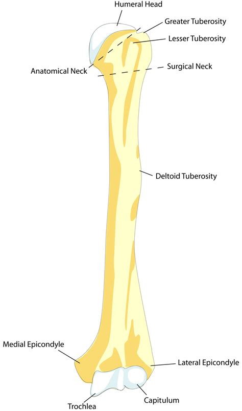 Deltoid tuberosity - Wikipedia