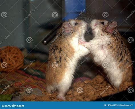 Hamsters Playing stock image. Image of peacefully, brothers - 143661193