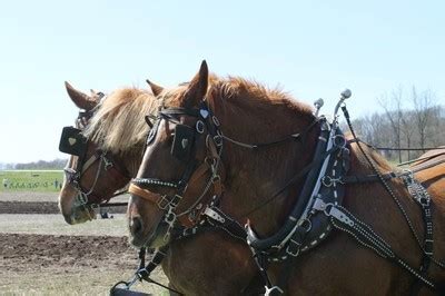 Belgian Draft Horse Plowing Team by ashleylong_3815 - ViewBug.com