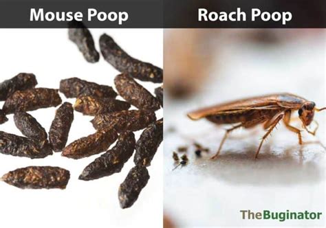 Roach Poop Guide: Pictures, Identify, Compared, 6 Things to Know » The ...